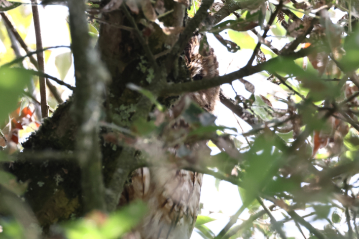 Tawny Owl