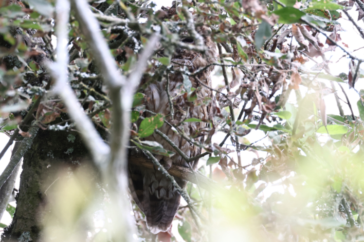 Tawny Owl