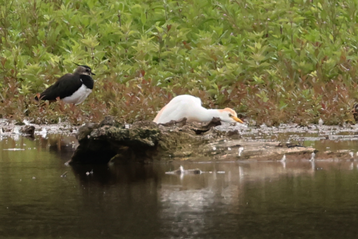 Cattle Egret