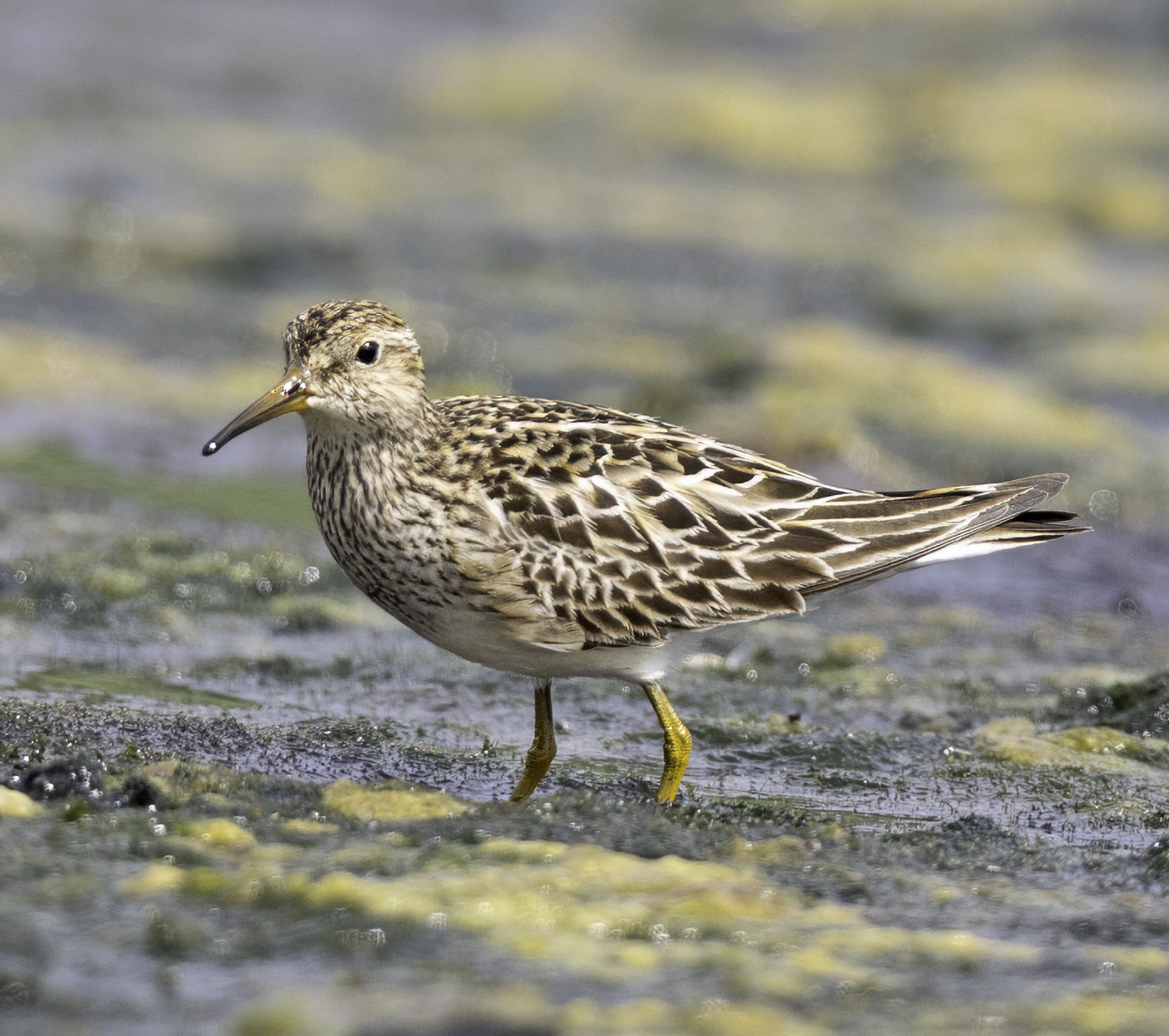 Pectoral Sandpiper