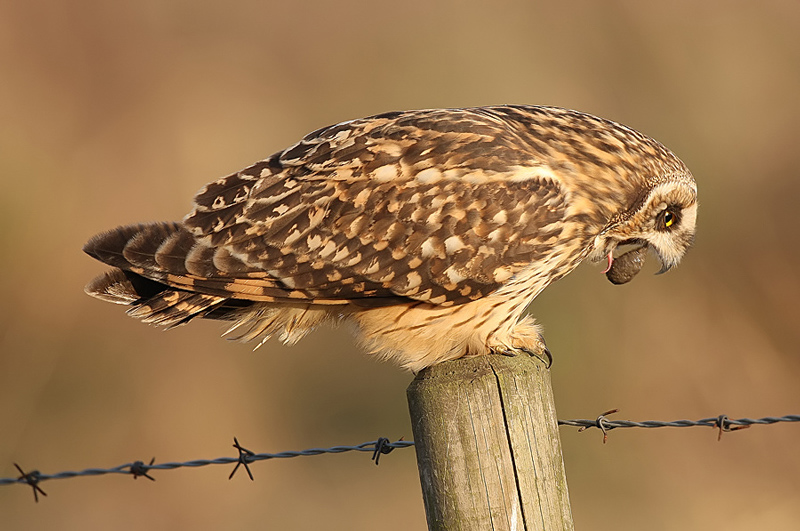 Short-eared Owl
