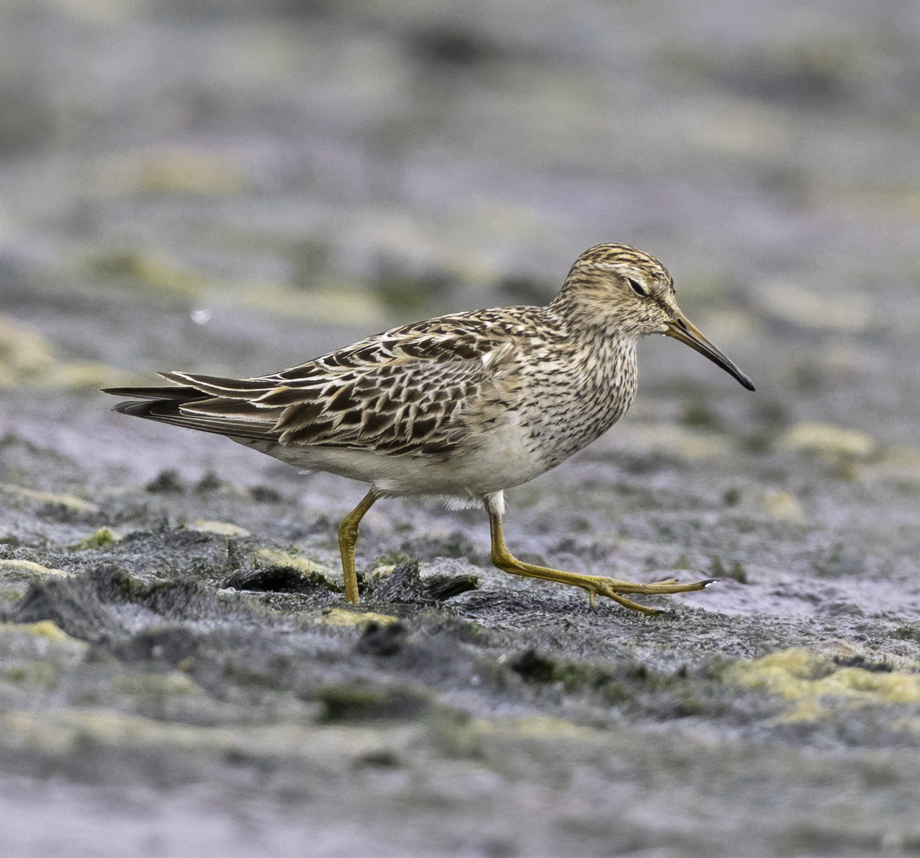 Pectoral Sandpiper