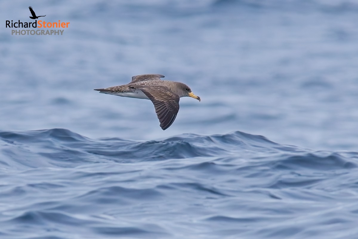 Cory's Shearwater