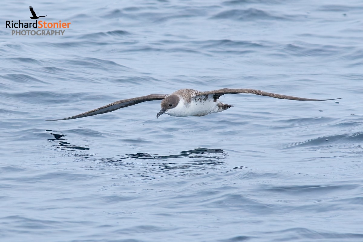 Great Shearwater