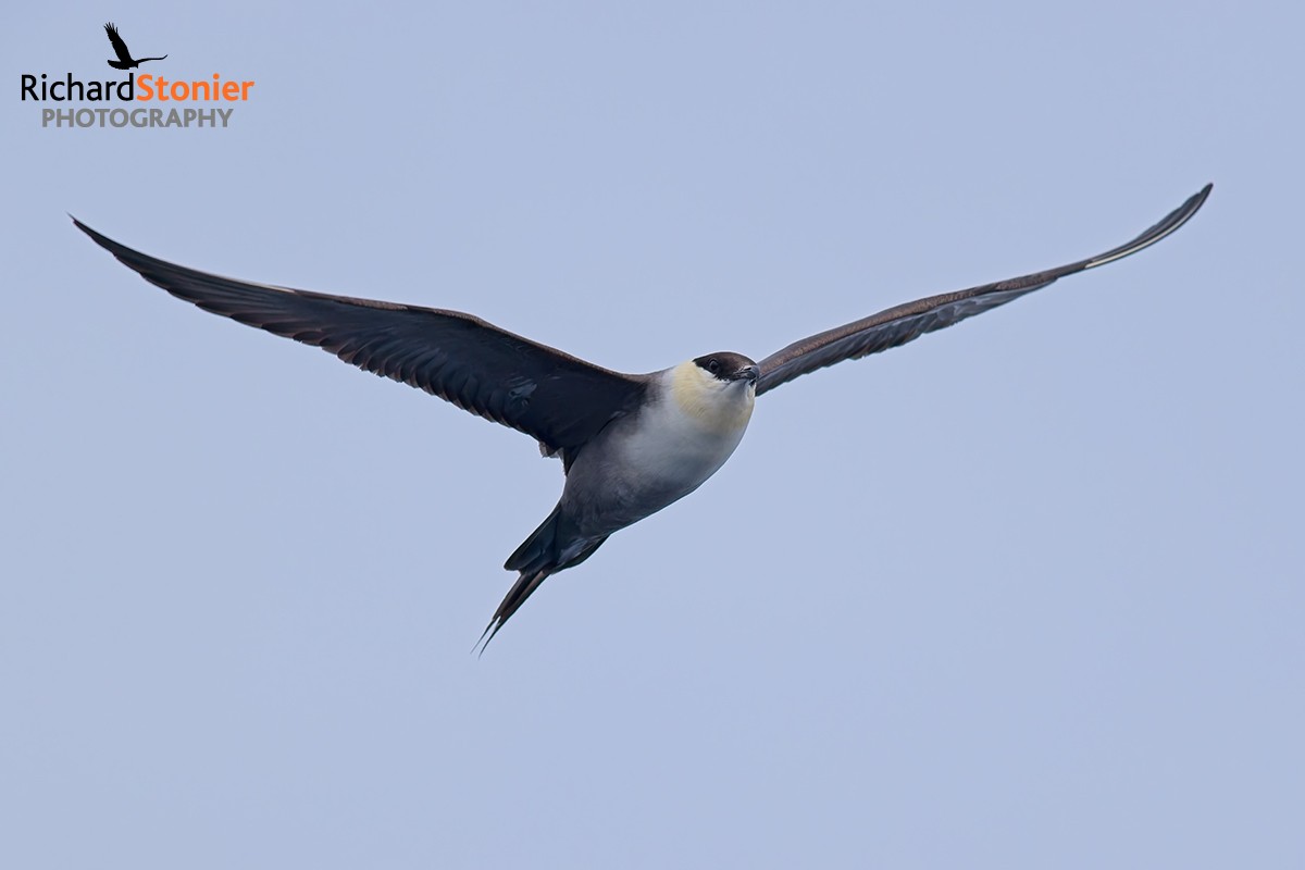 Long-tailed Skua