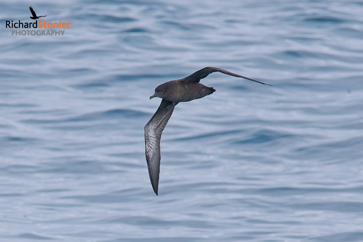Sooty Shearwater