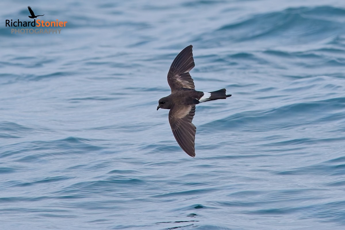 Wilson's Petrel