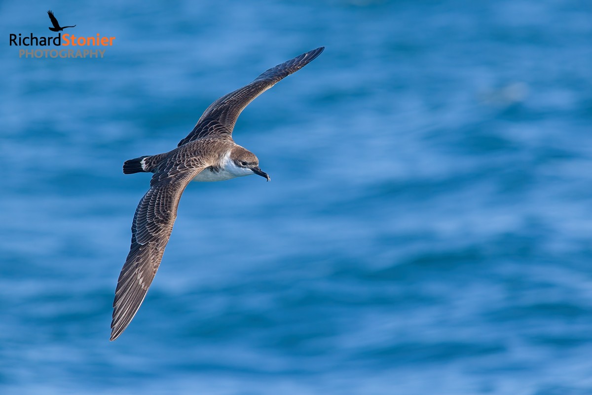 Great Shearwater