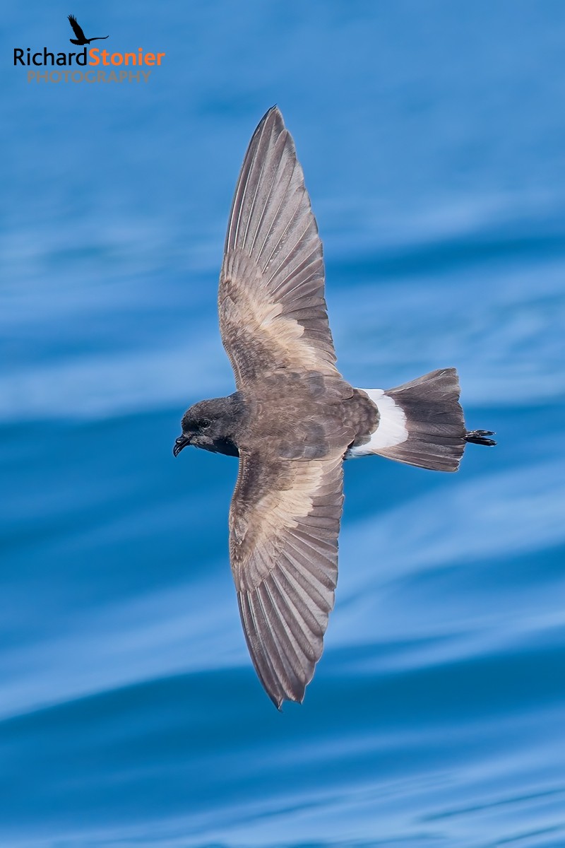 Wilson's Petrel