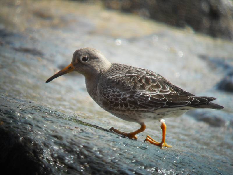 Purple Sandpiper