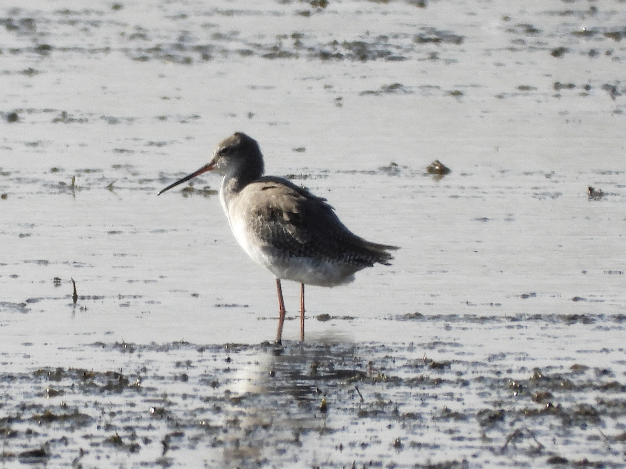 Spotted Redshank