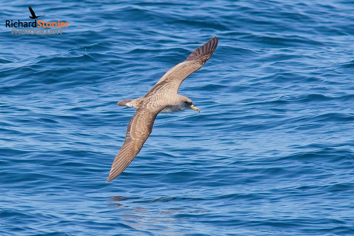 Cory's Shearwater
