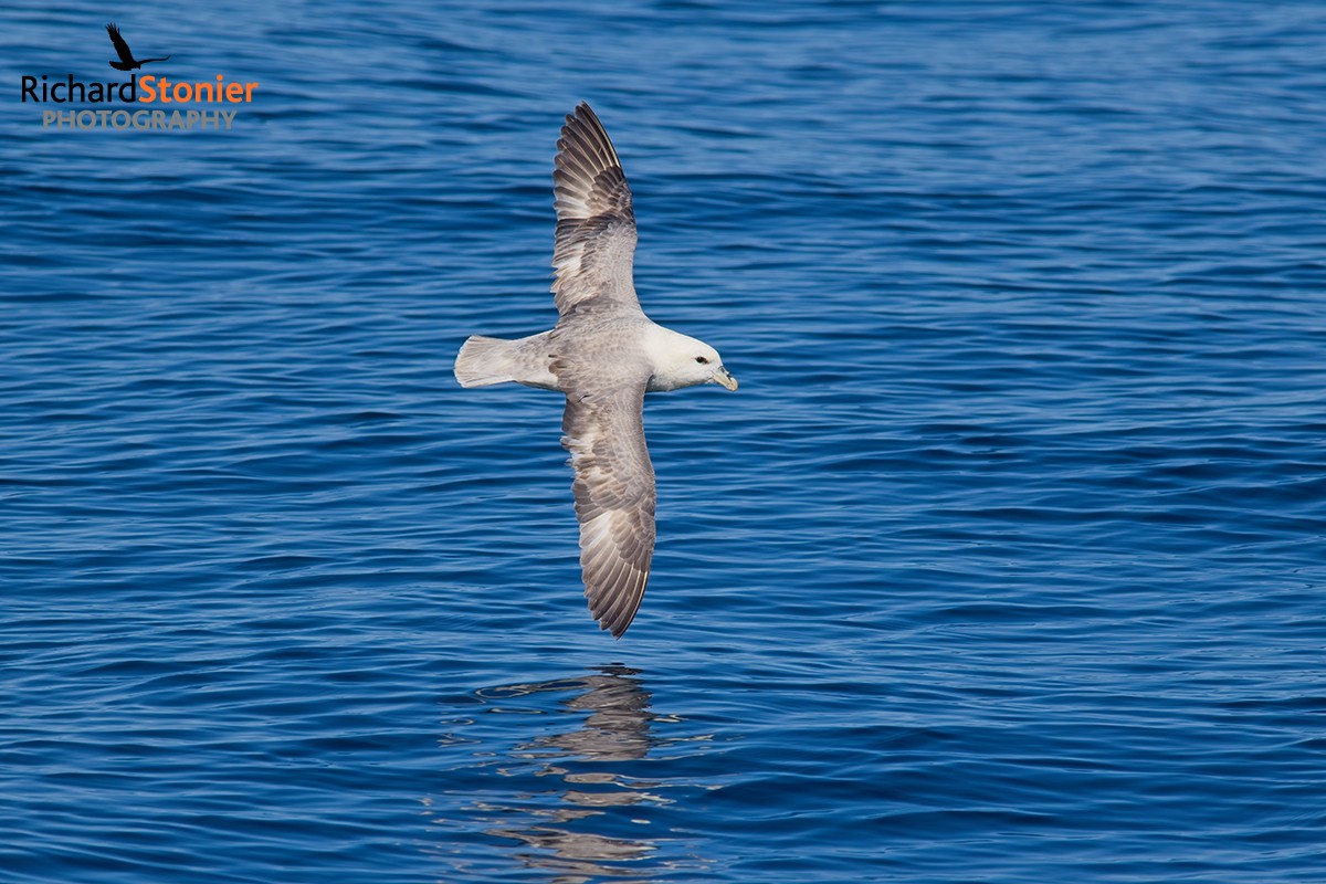 Fulmar