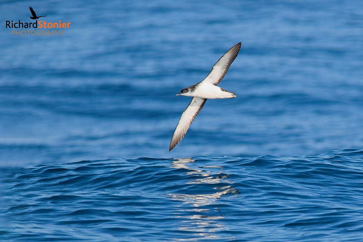 Manx Shearwater