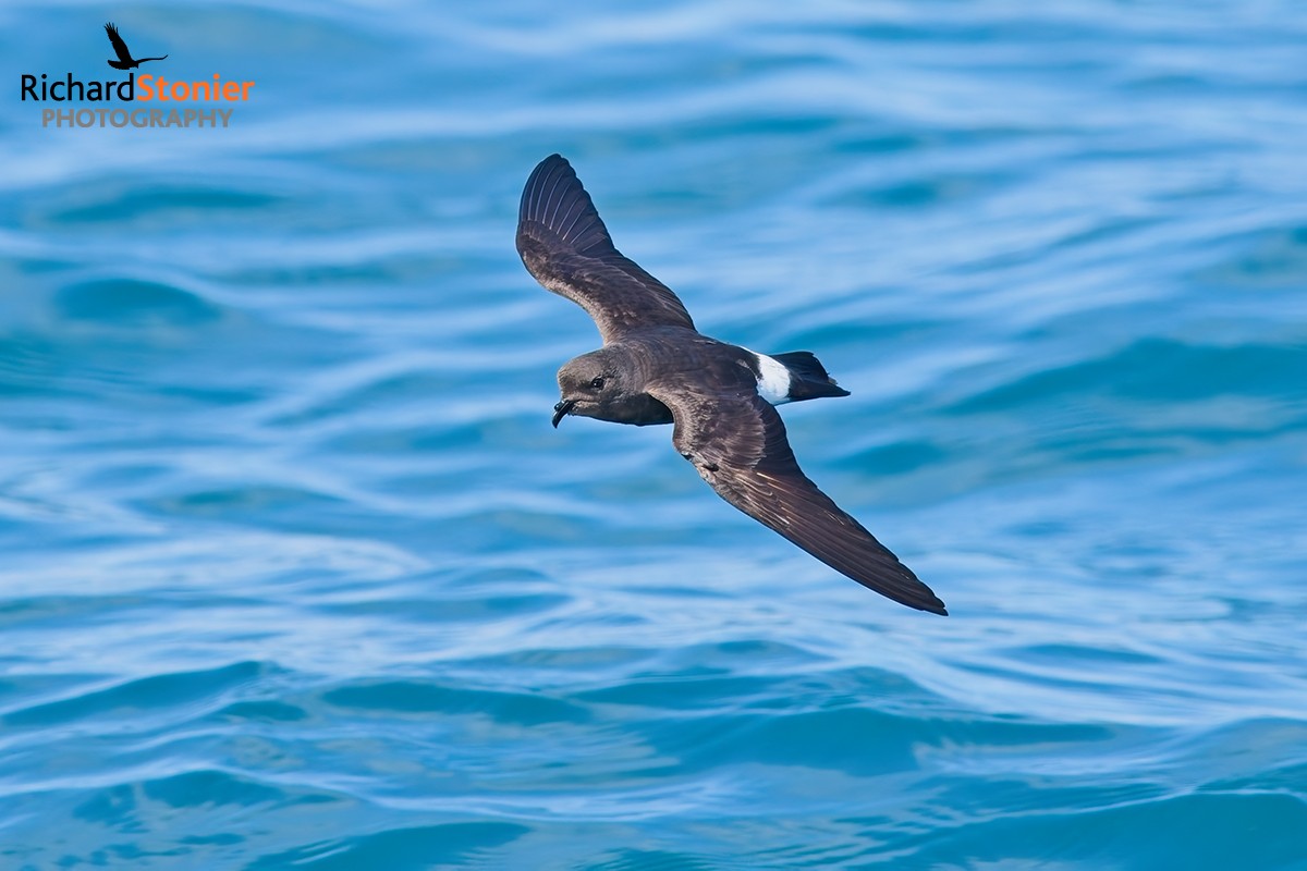 Storm Petrel