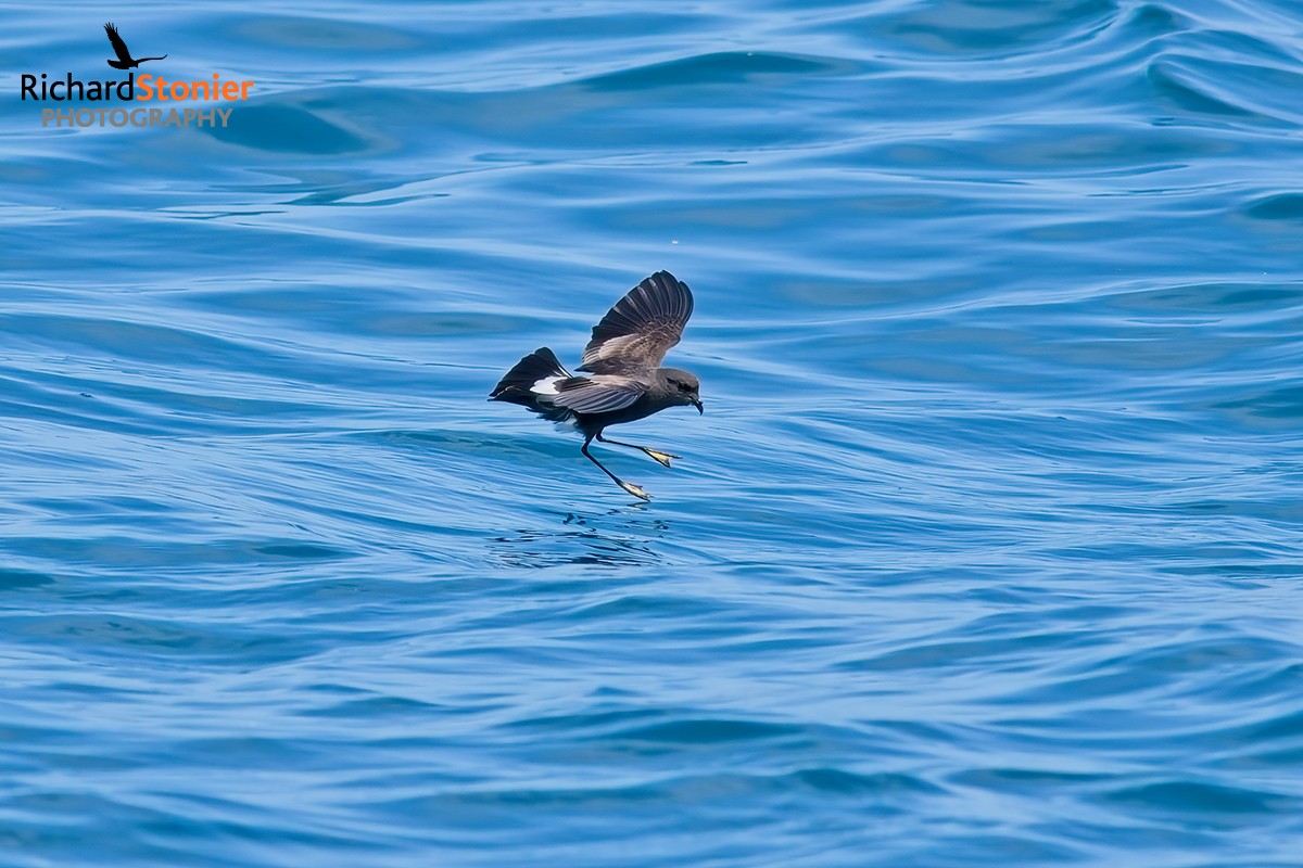 Wilson's Petrel