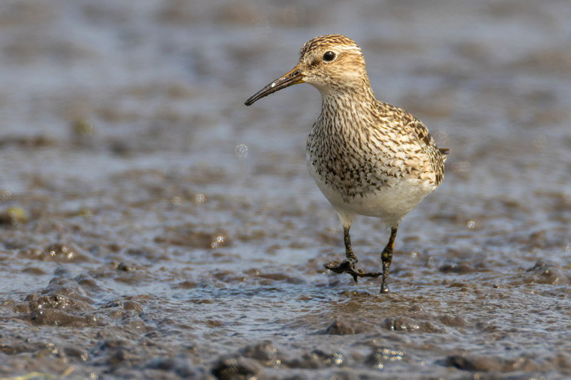 Pectoral Sandpiper