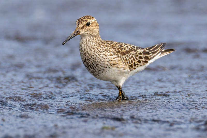 Pectoral Sandpiper
