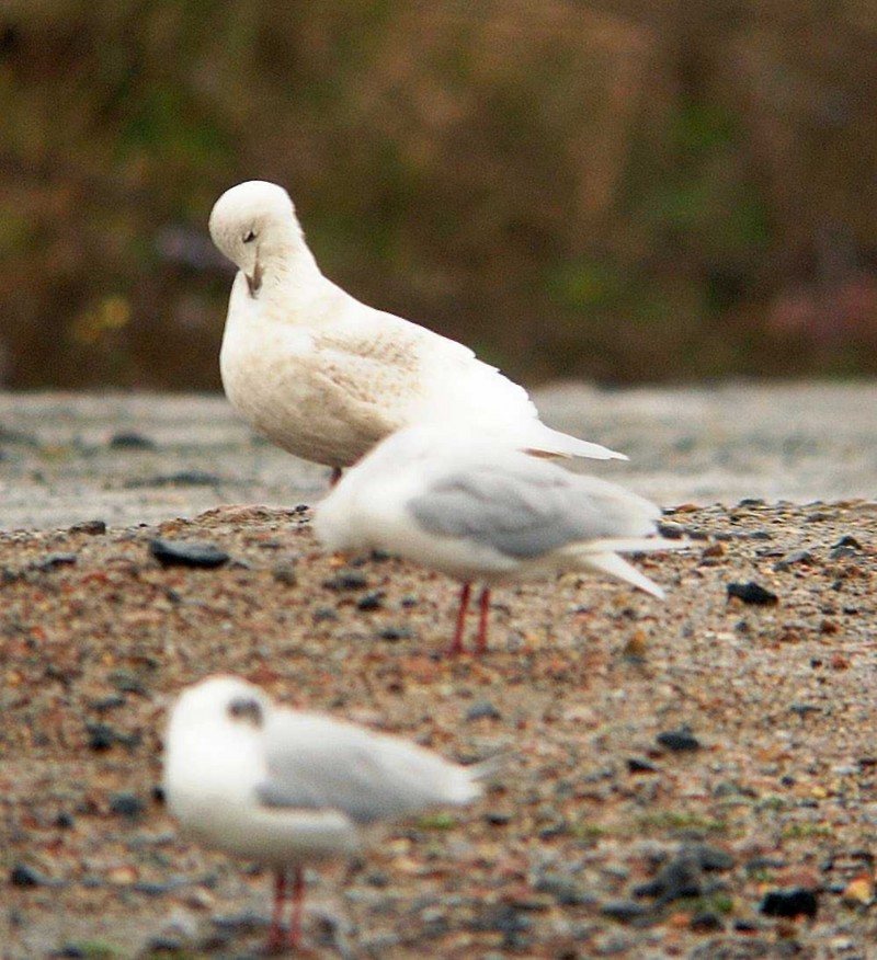 Iceland Gull