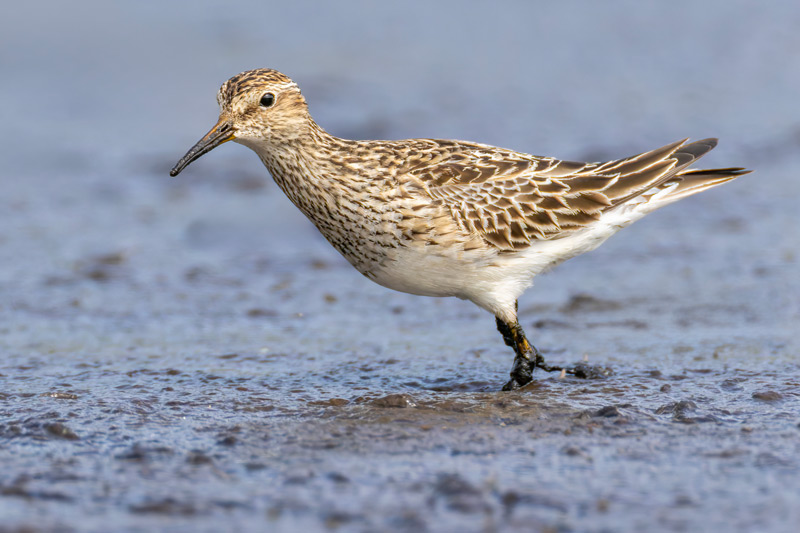 Pectoral Sandpiper