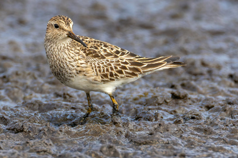 Pectoral Sandpiper