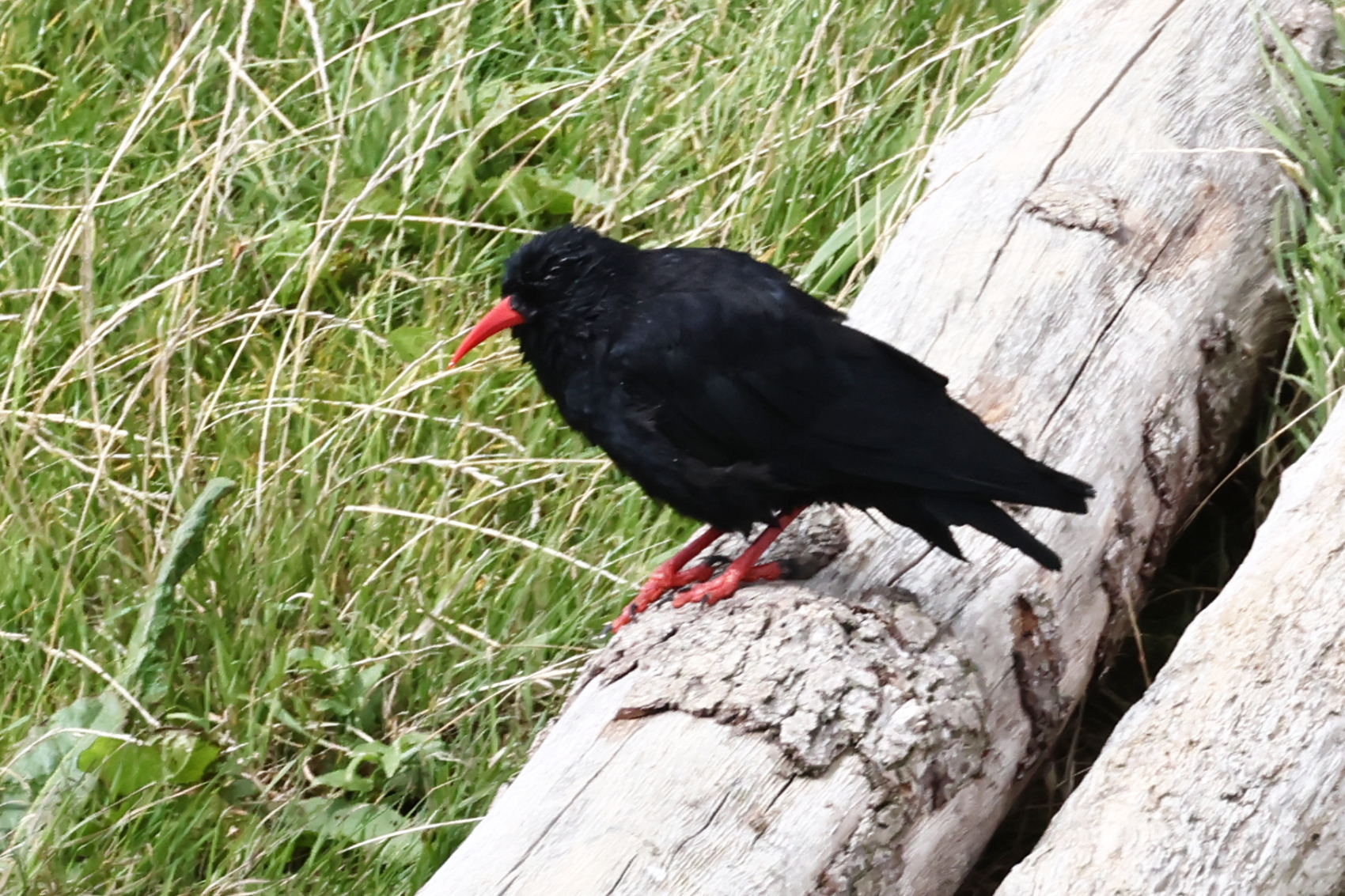 Chough