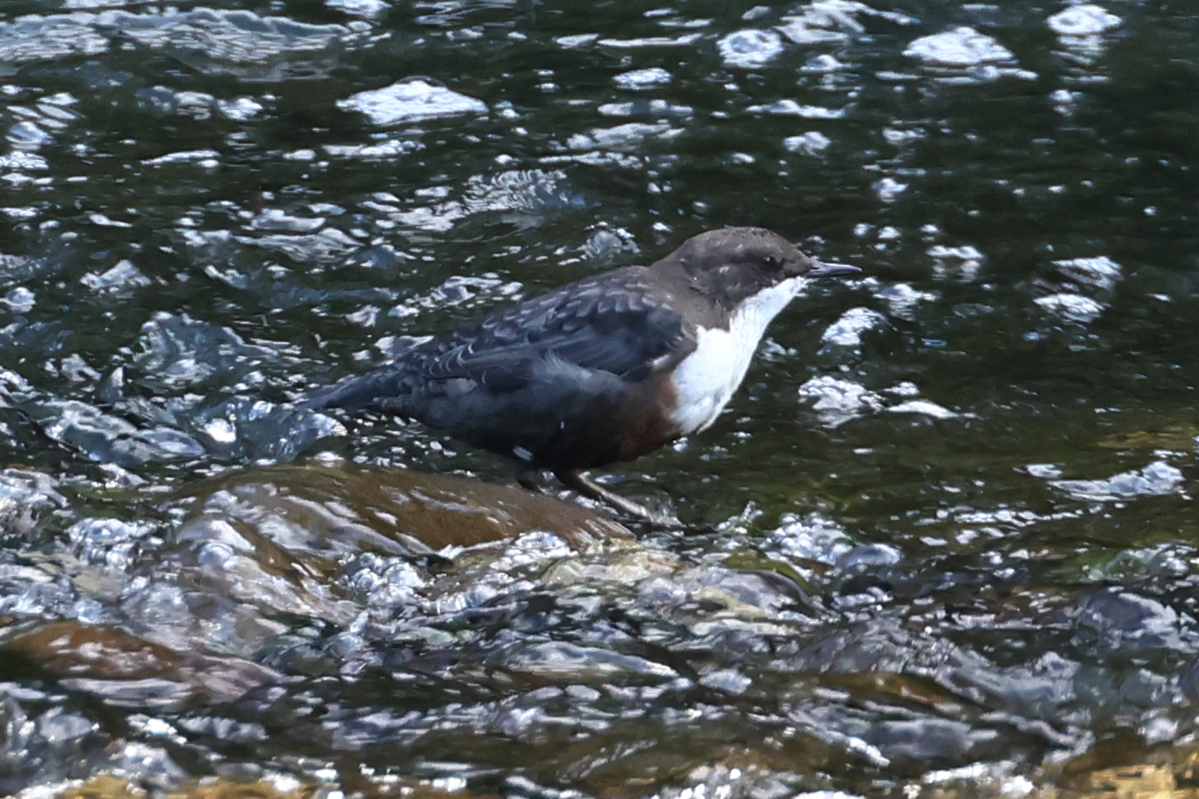 Dipper