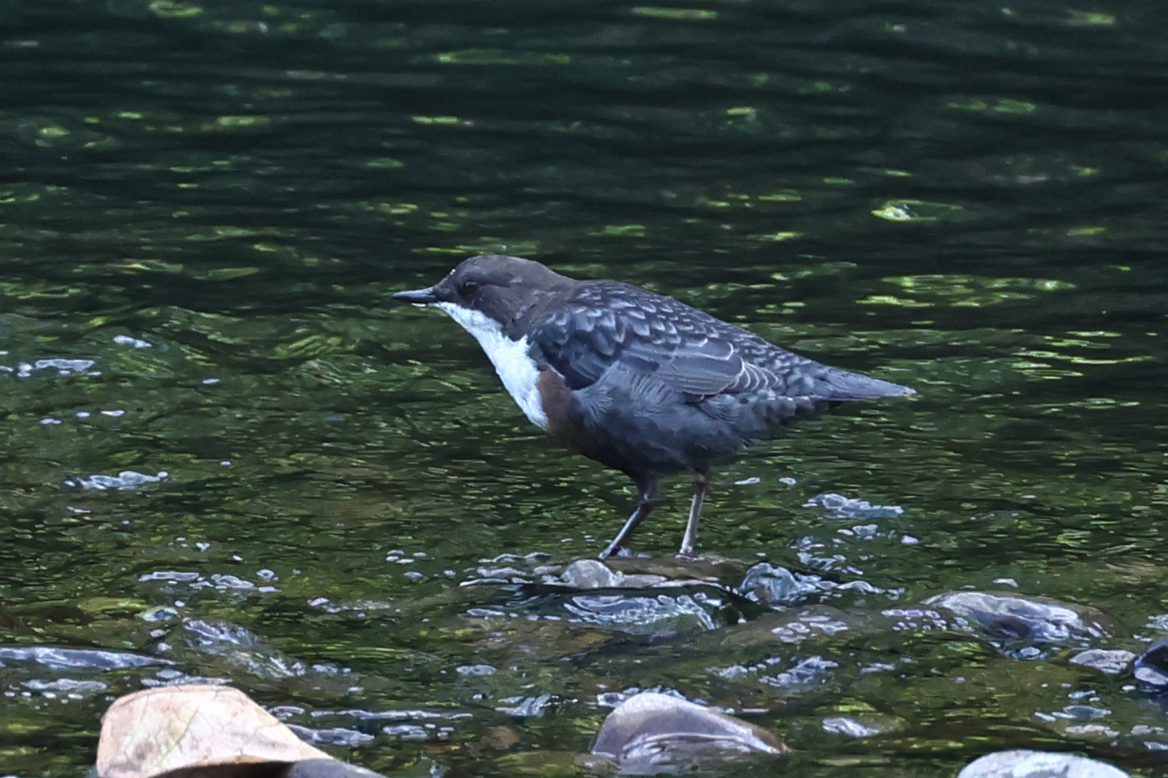 Dipper