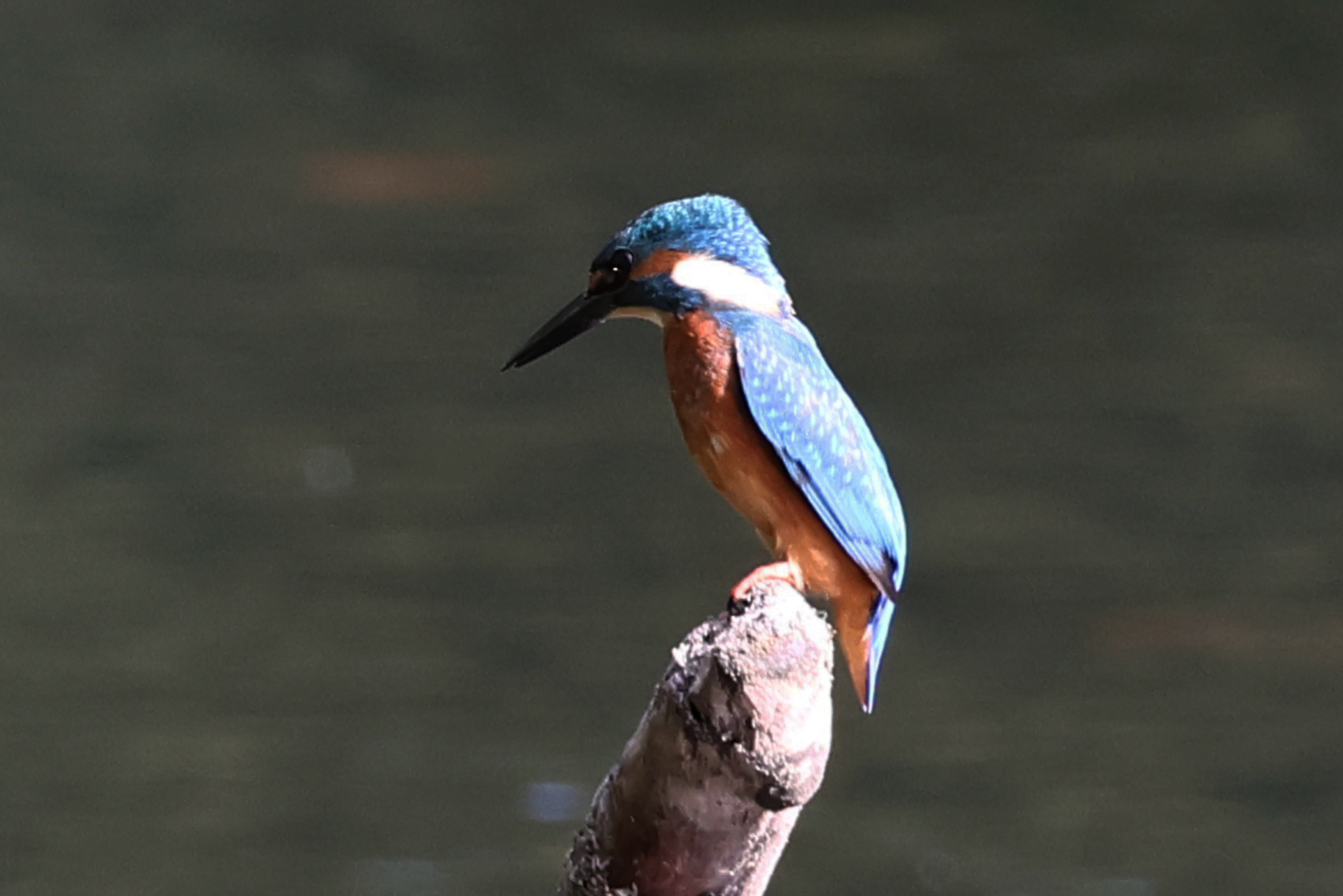Kingfisher