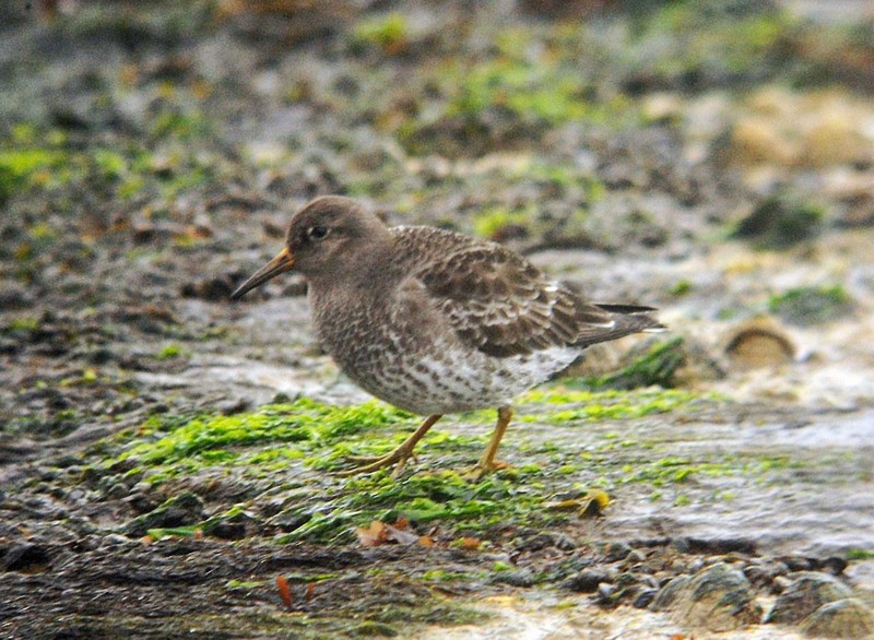 Purple Sandpiper