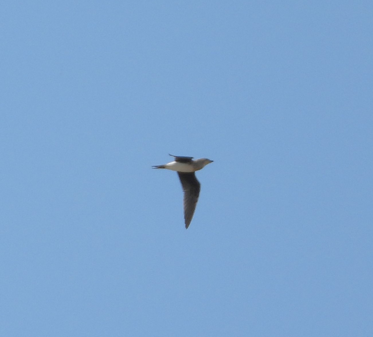 Black-winged Pratincole