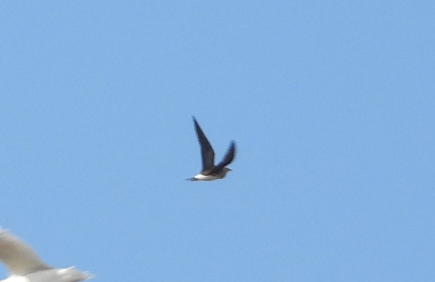 Black-winged Pratincole