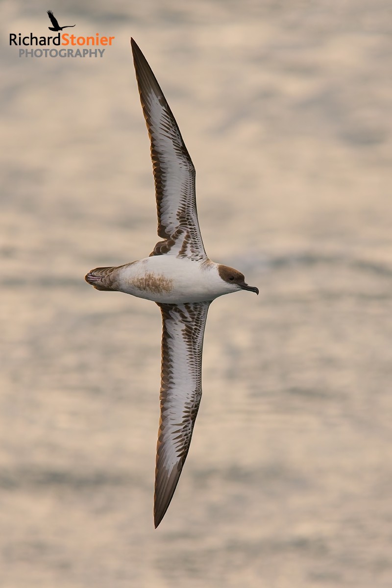 Great Shearwater