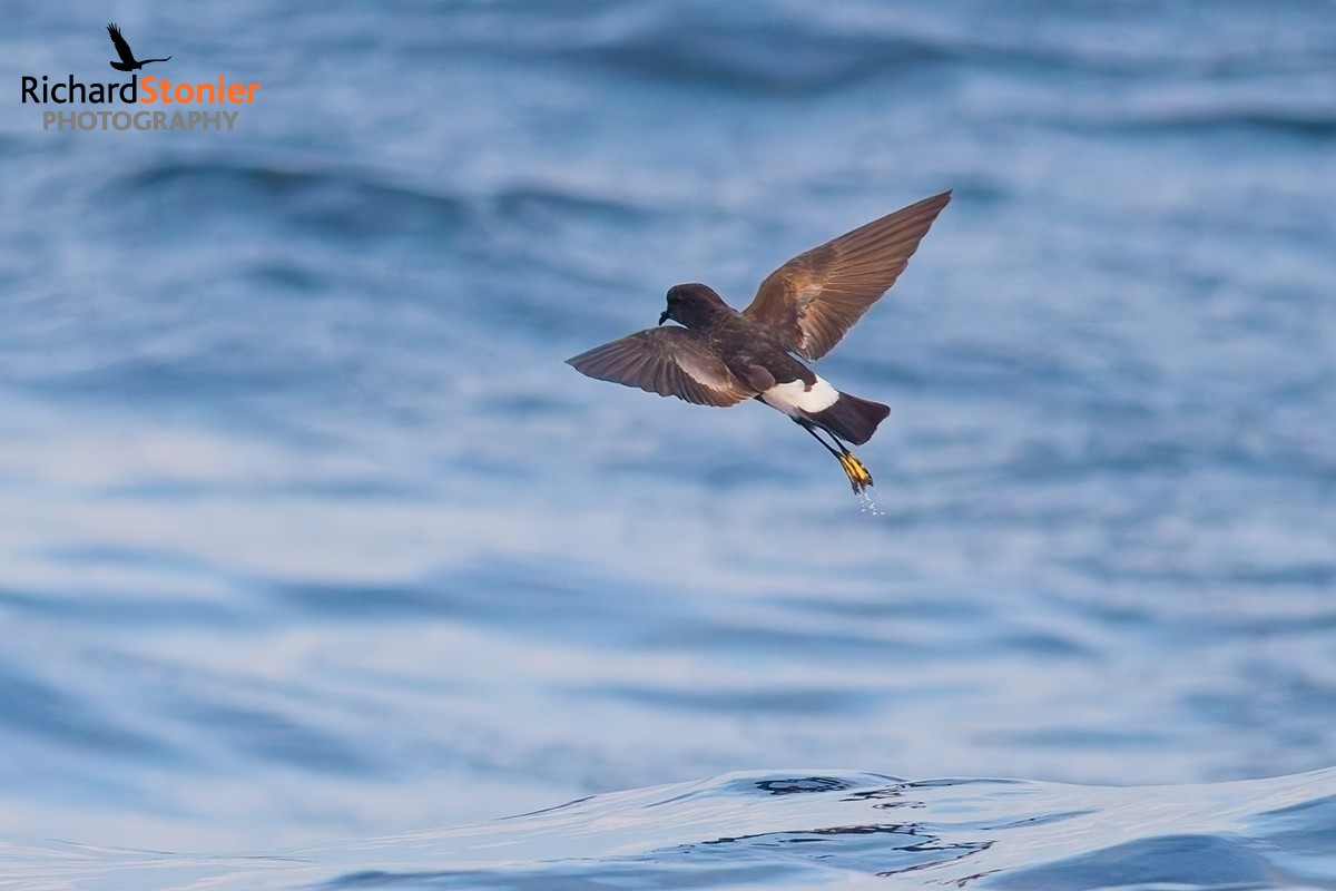 Wilson's Petrel