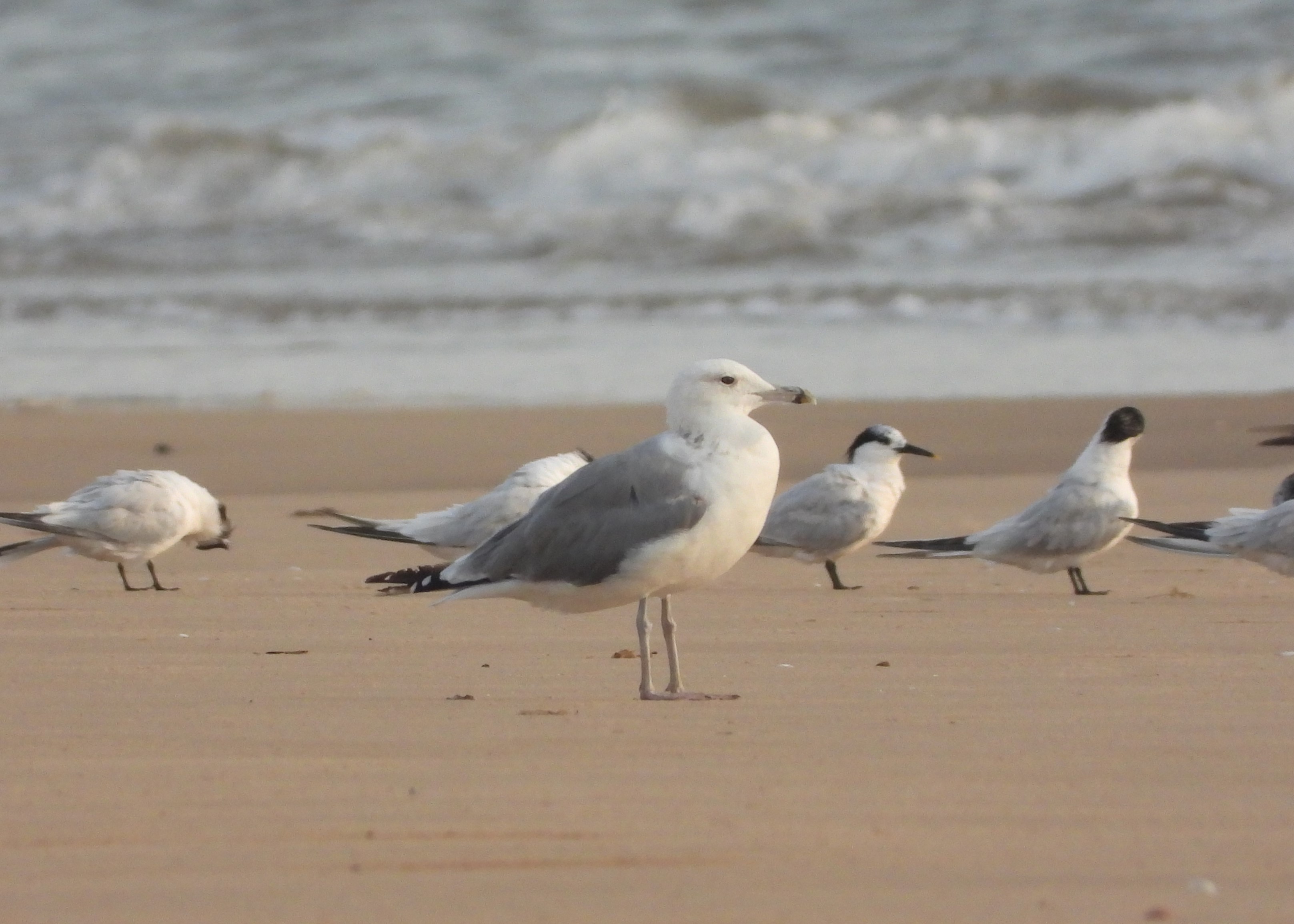 Caspian Gull