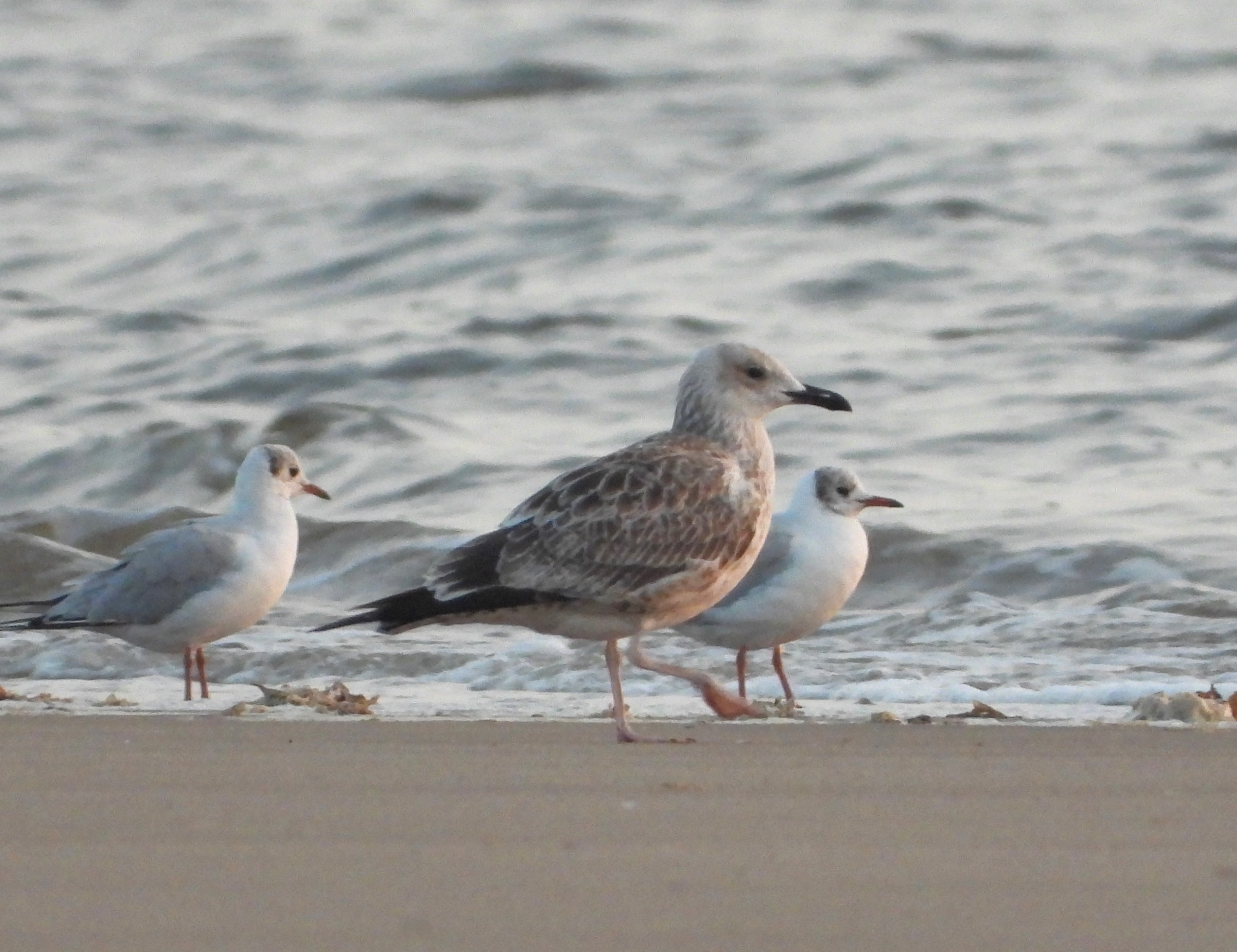 Caspian Gull