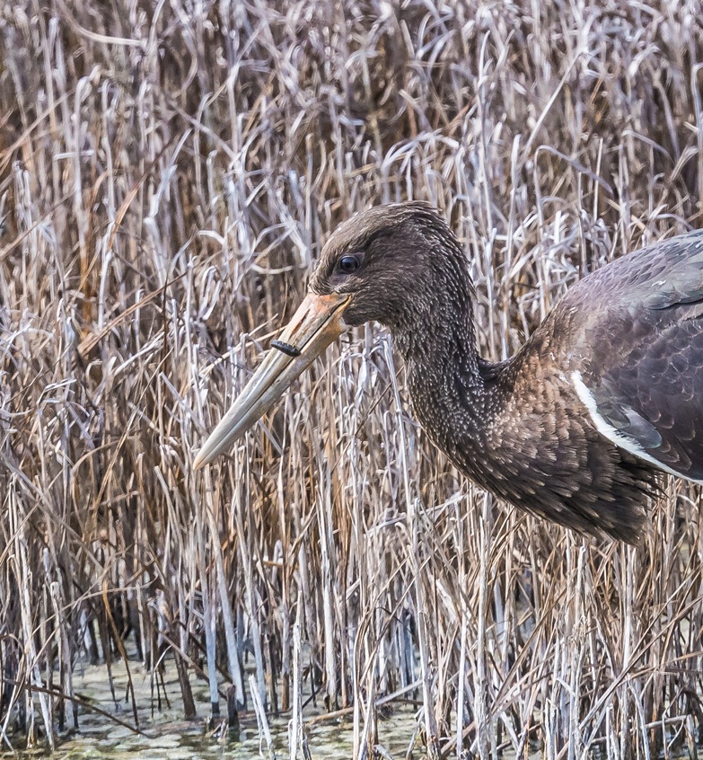 Black Stork