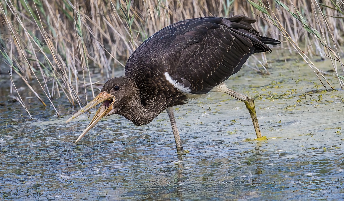 Black Stork
