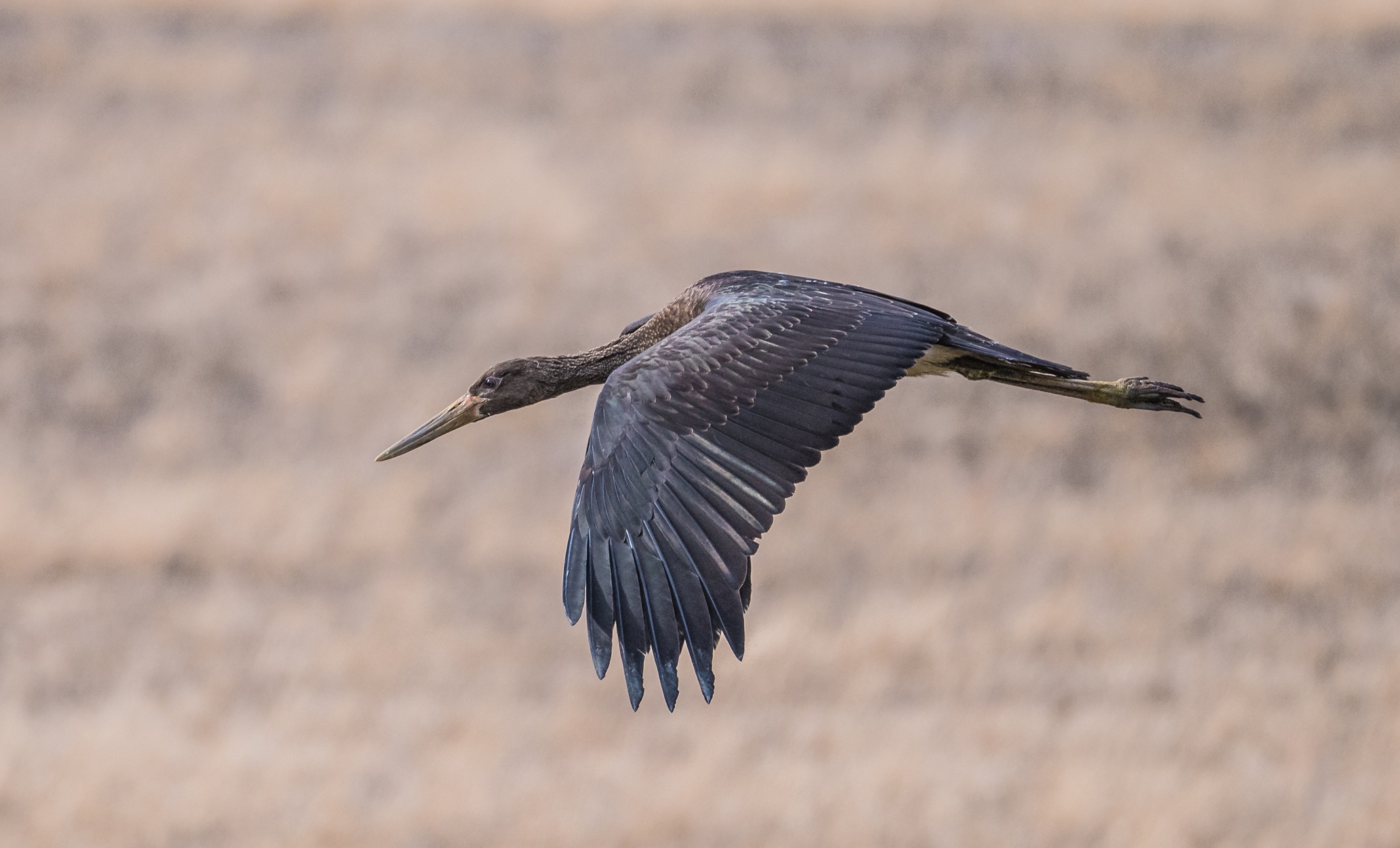 Black Stork
