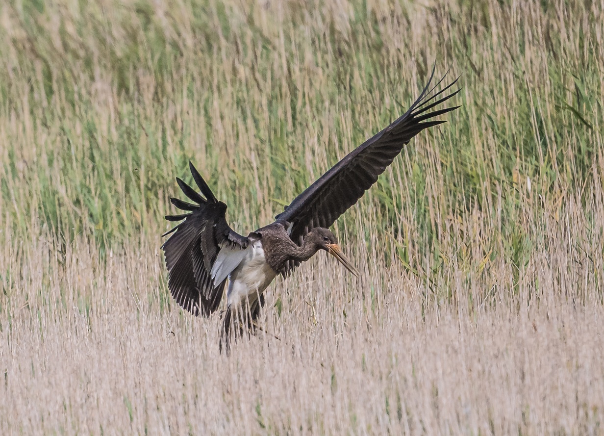 Black Stork