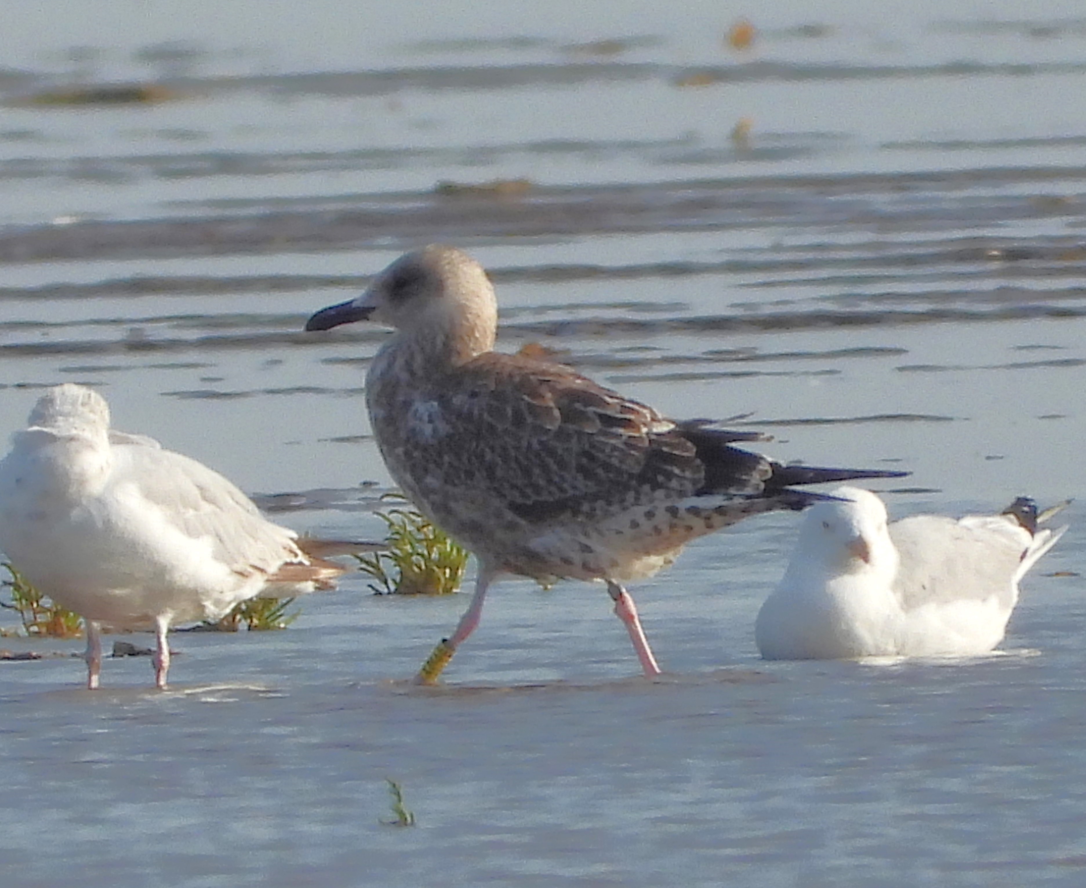 Caspian x Herring Gull hybrid