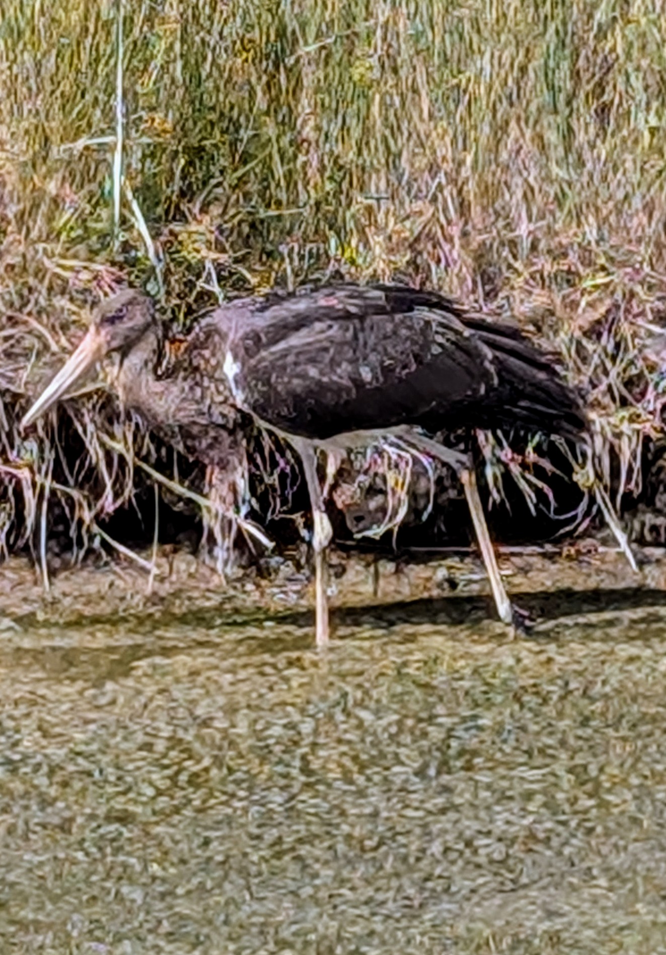 Black Stork