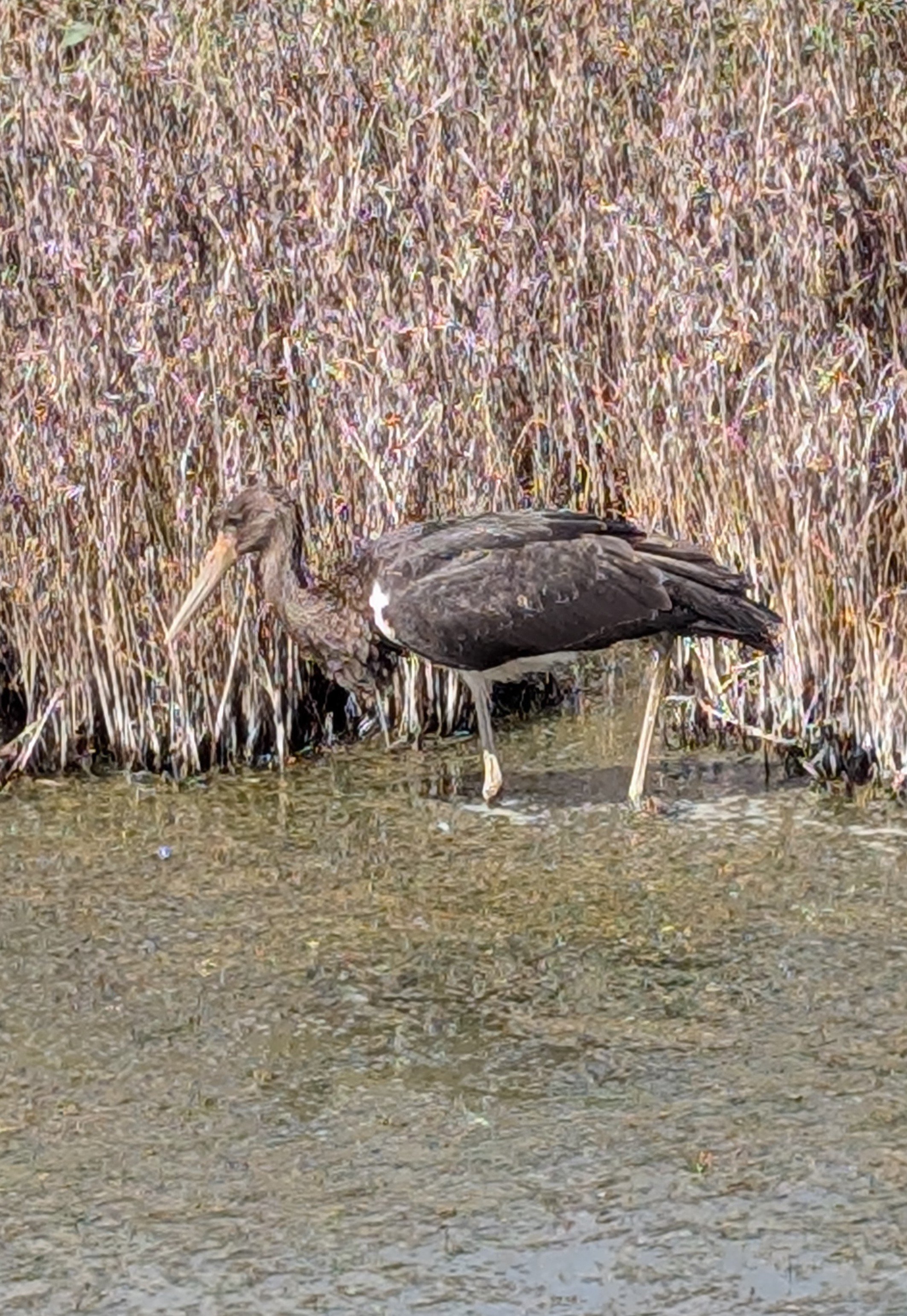 Black Stork