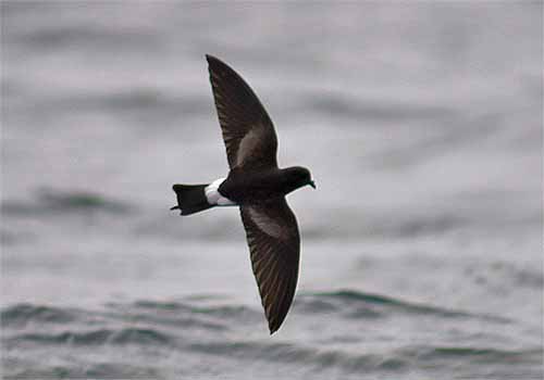Wilson's Petrel