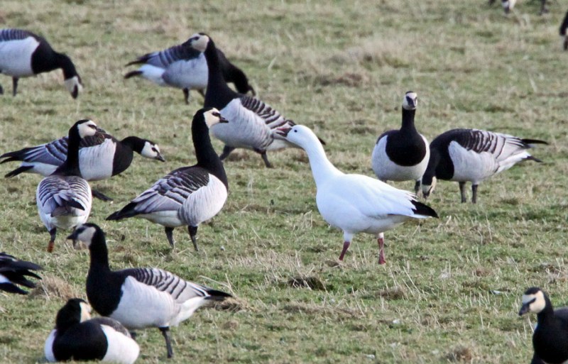 Ross's Goose