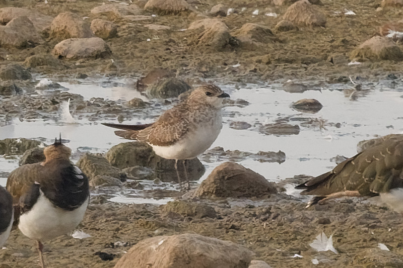 Black-winged Pratincole