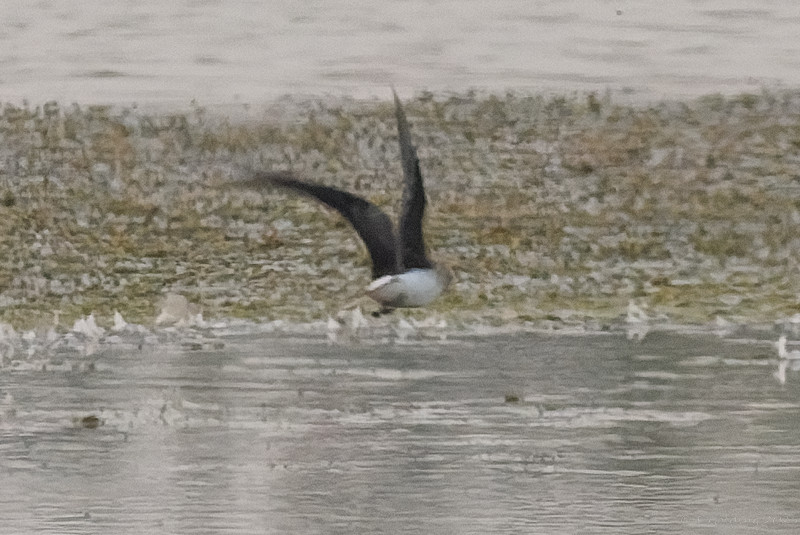 Black-winged Pratincole