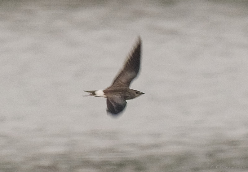 Black-winged Pratincole
