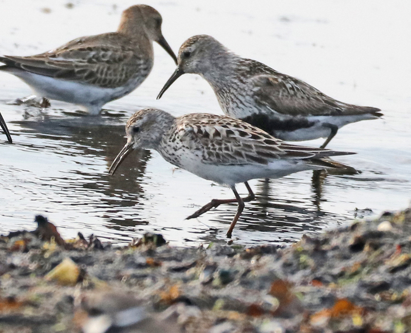 White-rumped Sandpiper
