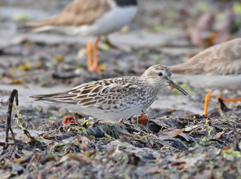 White-rumped Sandpiper